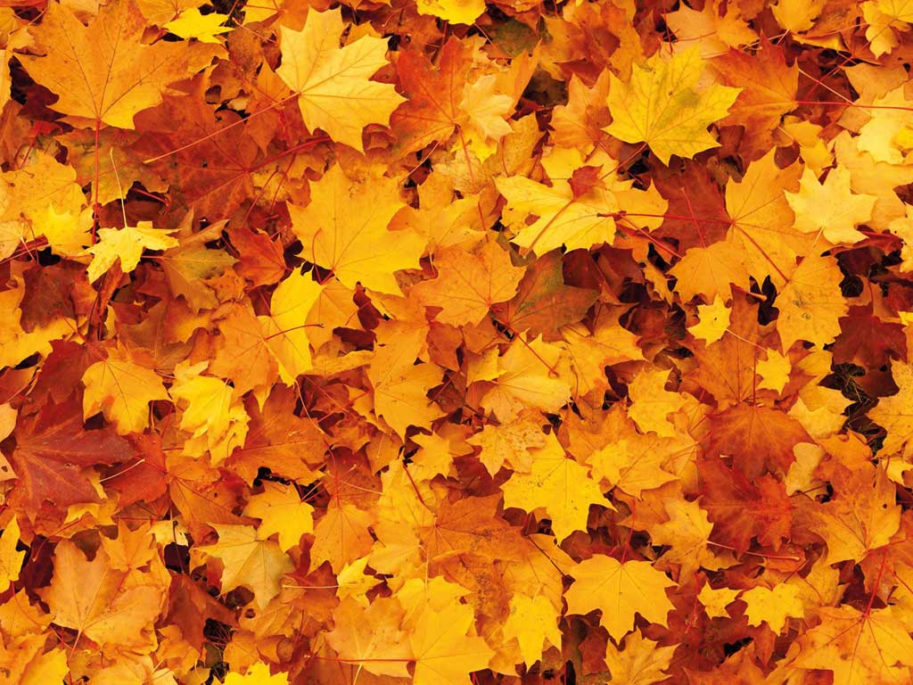 Herbstcamp